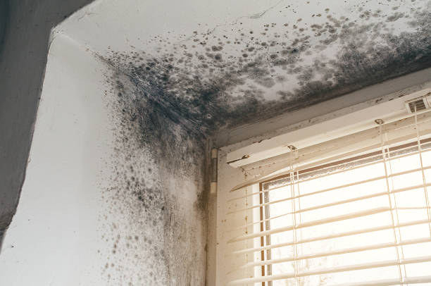Affordable Mold Cleanup solutions in Fort Eustis, VA